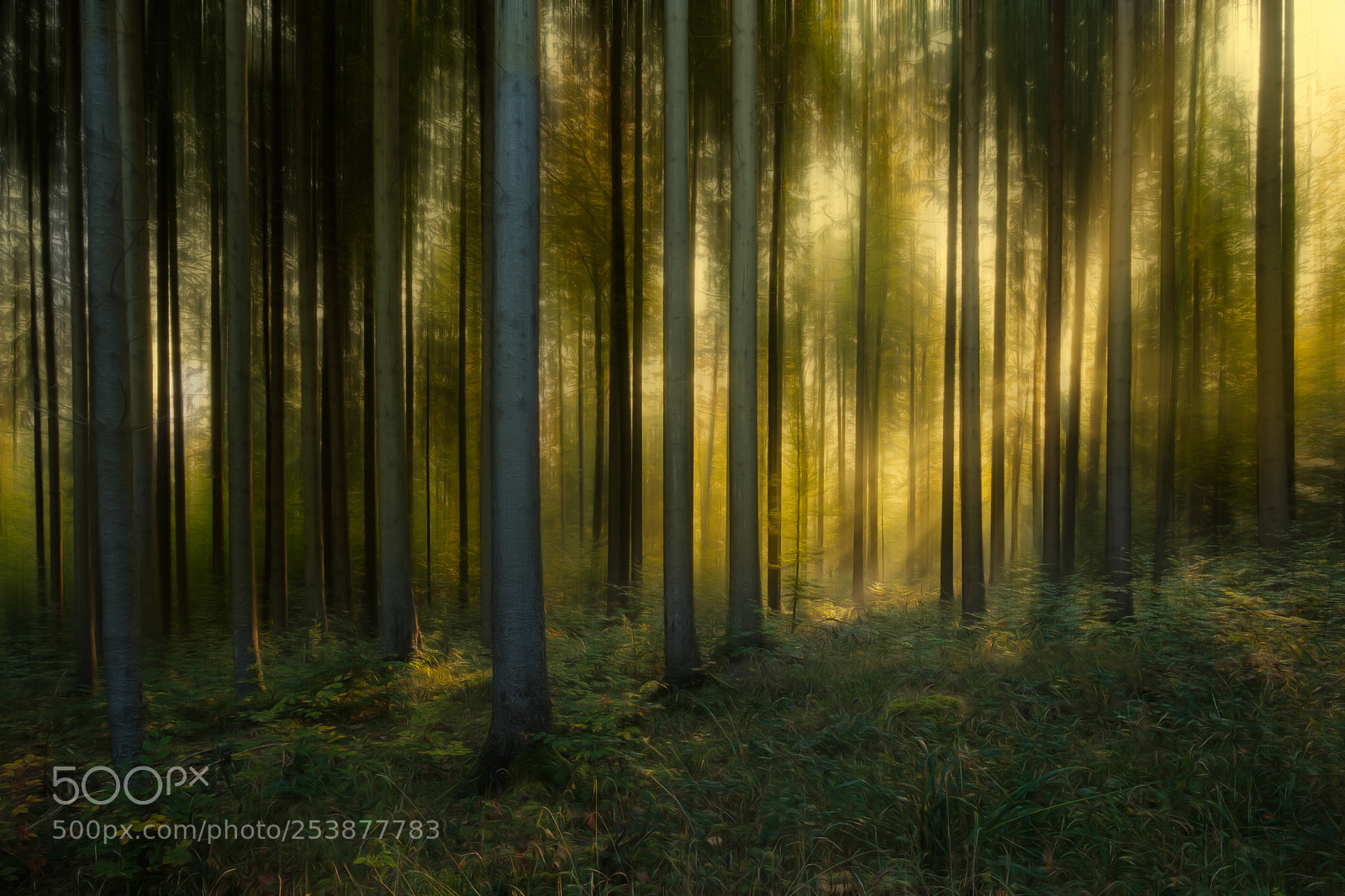 Fujifilm X-T2 sample photo. Wood light photography