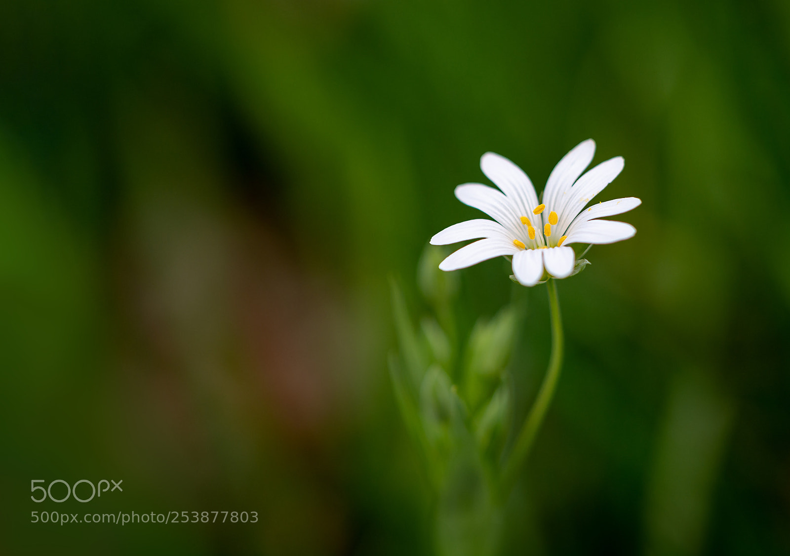 Nikon D5200 sample photo. Springtime photography