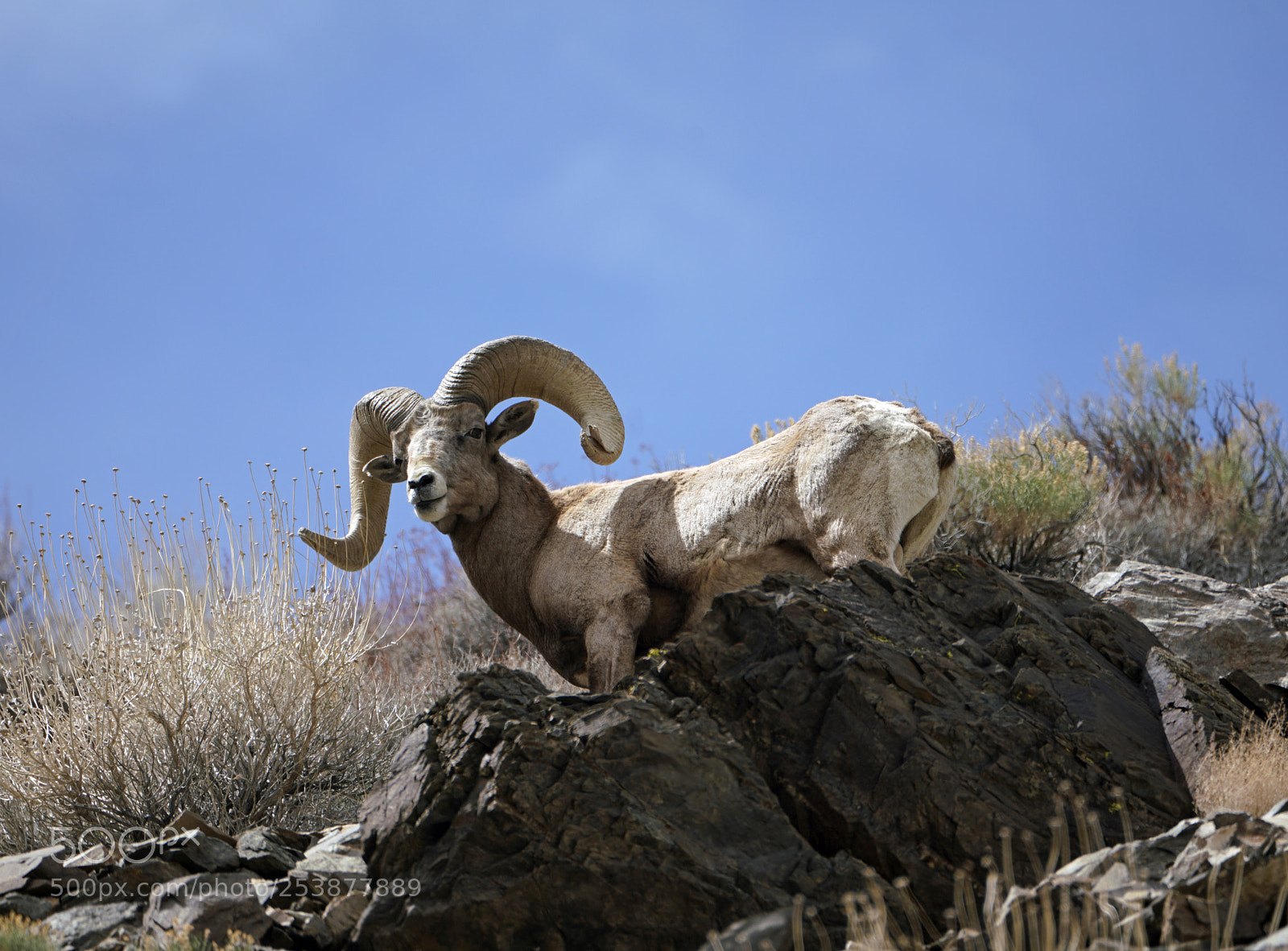 Sony a7R III sample photo. Mature bighorn ram skyline photography
