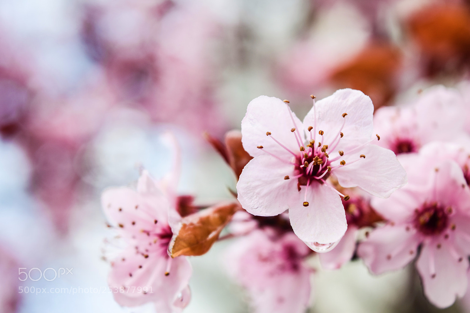 Nikon D3300 sample photo. Cherry blossom photography
