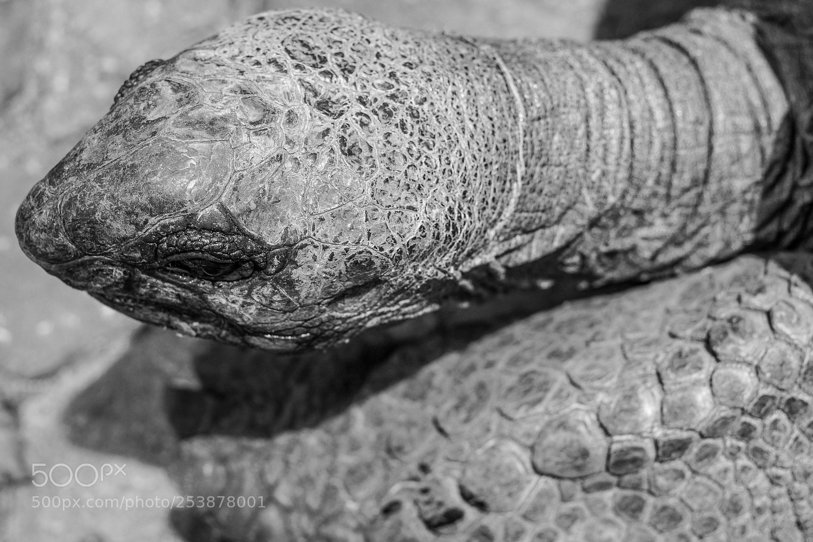 Canon EOS 100D (EOS Rebel SL1 / EOS Kiss X7) sample photo. Tortoise patterns photography