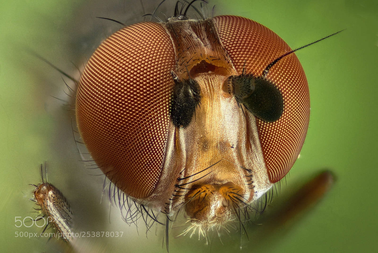 Nikon D810 sample photo. Small red eyed fly photography