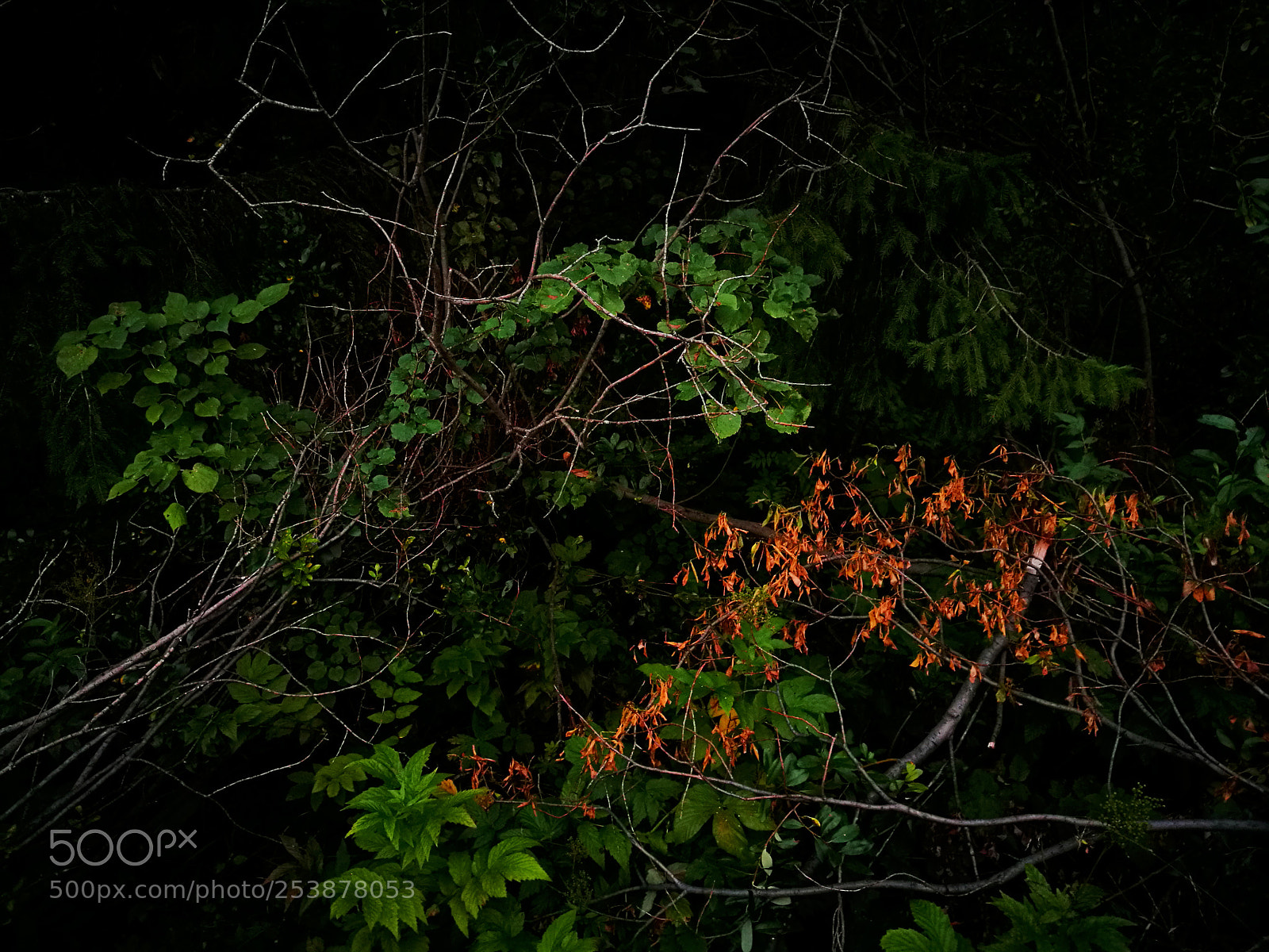 HUAWEI P9 sample photo. In the forest darkness photography