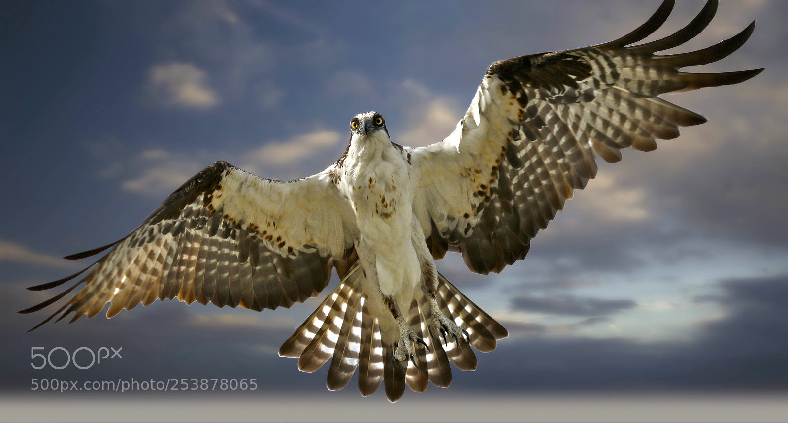 Canon EOS 70D sample photo. Osprey in flight photography