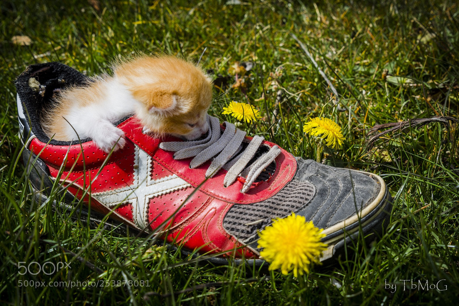 Nikon D7200 sample photo. Primavera photography