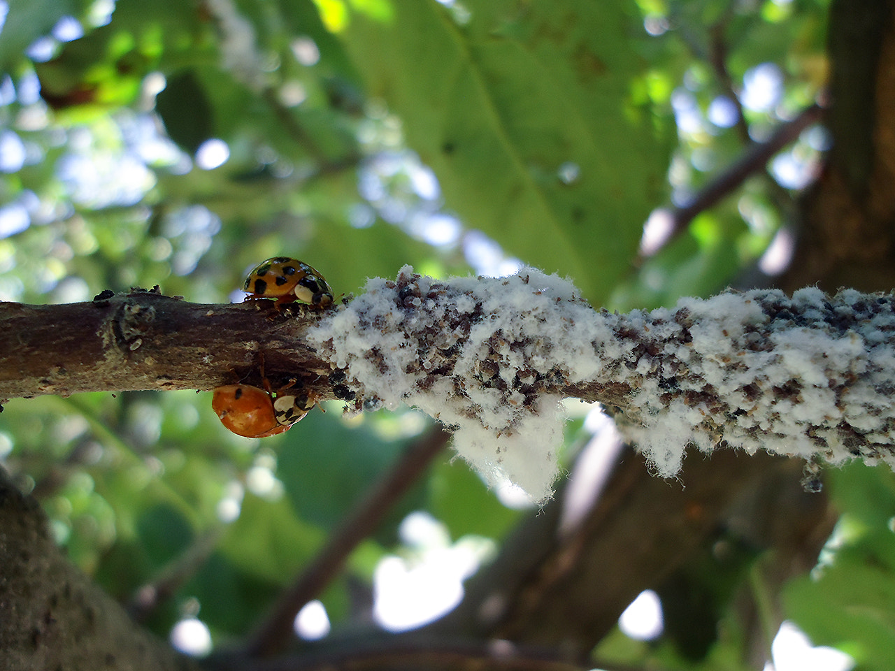 Sony Cyber-shot DSC-W610 sample photo. Ladybugs photography