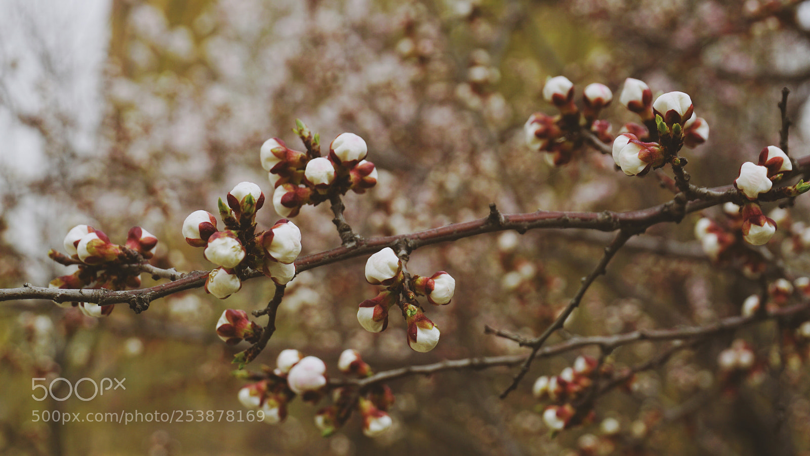 Sony a6000 sample photo. Spring blossoming photography