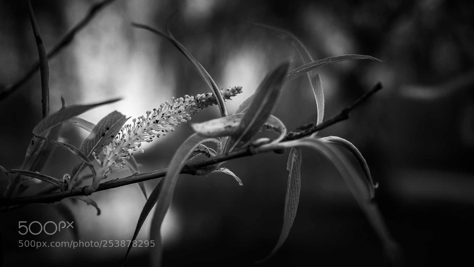 Sony a6000 sample photo. Light... photography