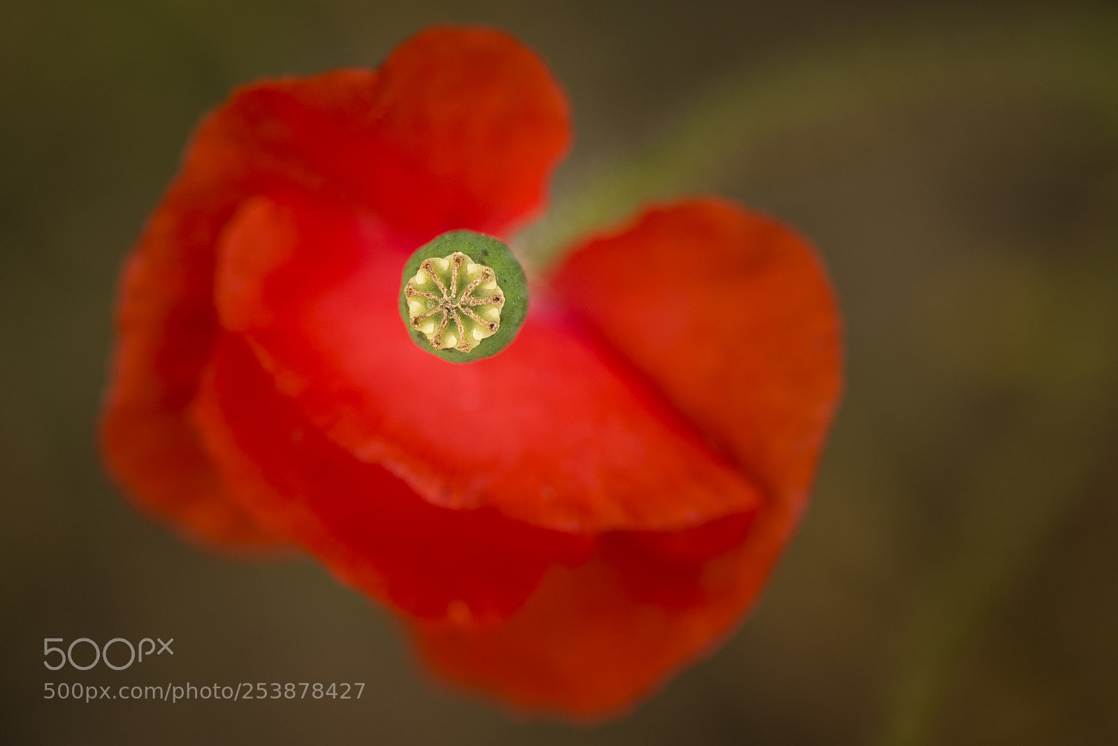 Nikon D810 sample photo. Iceland poppy photography