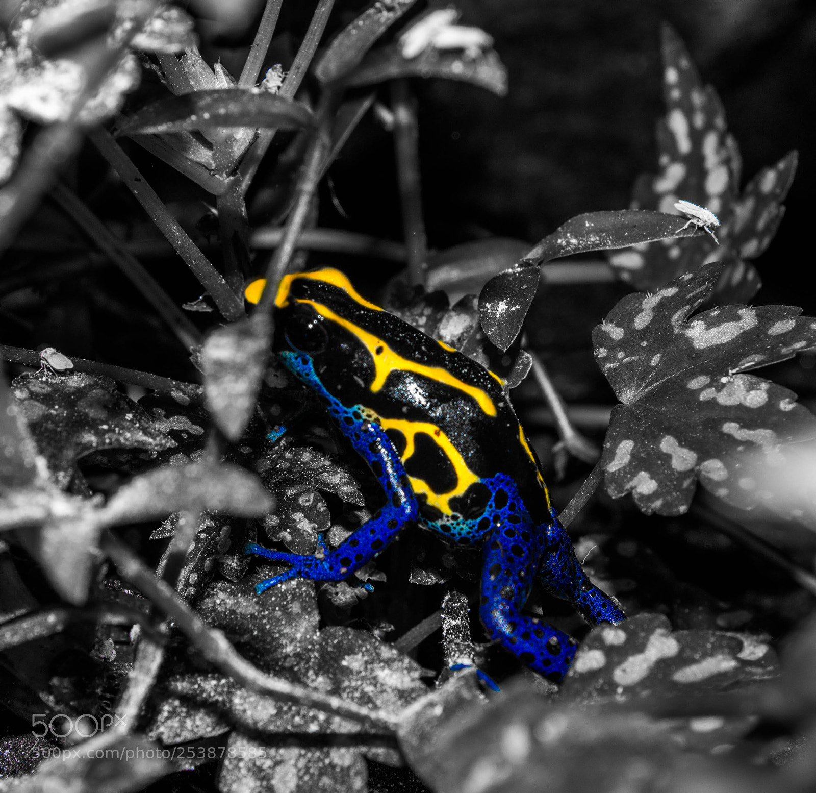 Canon EOS 1200D (EOS Rebel T5 / EOS Kiss X70 / EOS Hi) sample photo. Dendrobates tinctorius photography