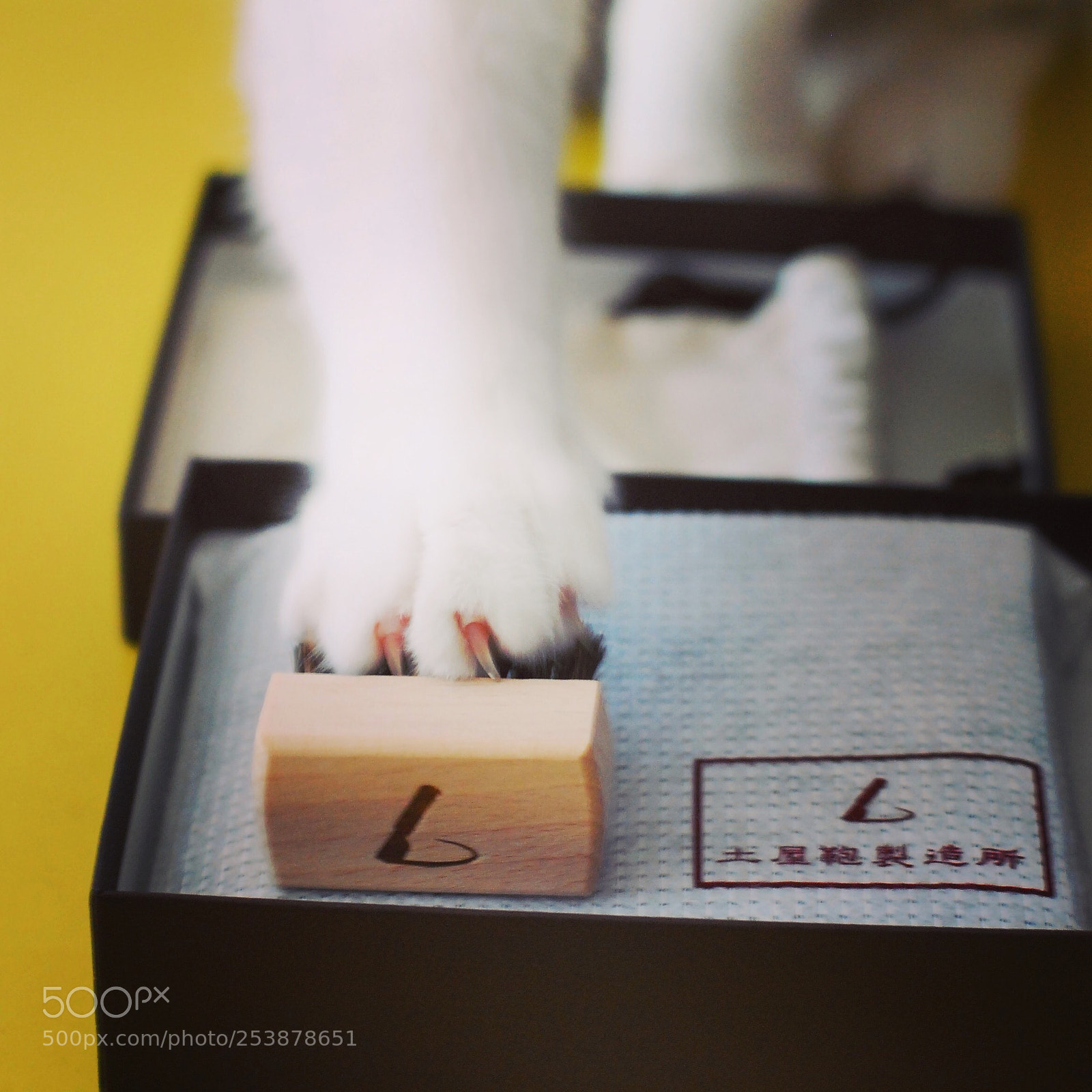 Nikon D80 sample photo. X-men episode: x-cat photography