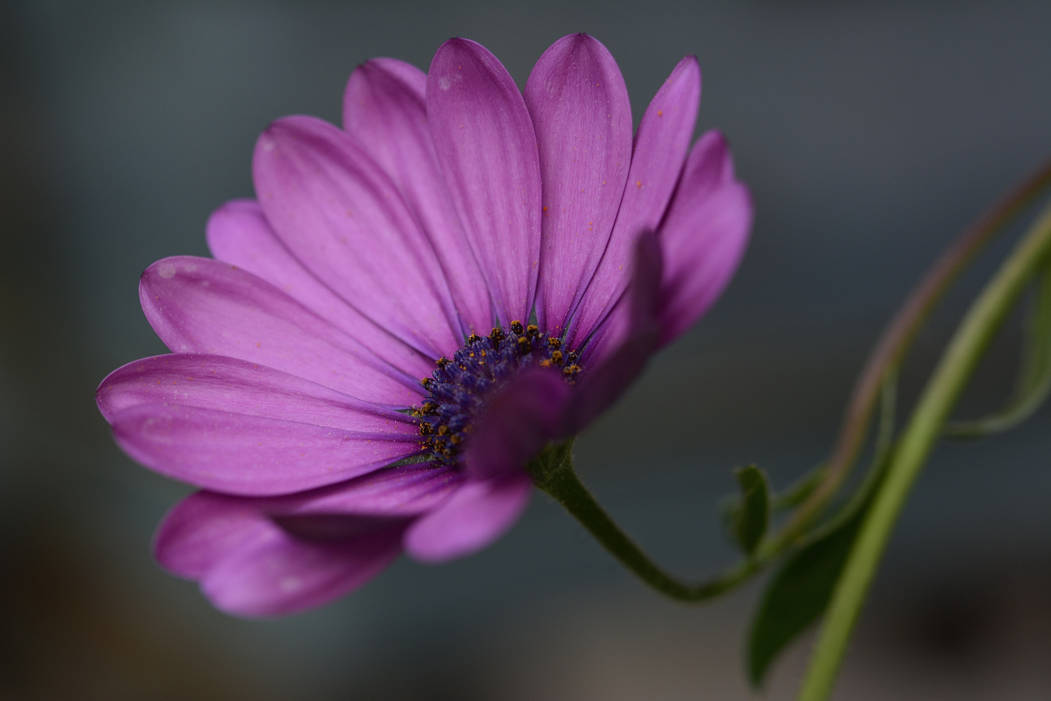 Nikon D7100 sample photo. Bodrum papatyası photography