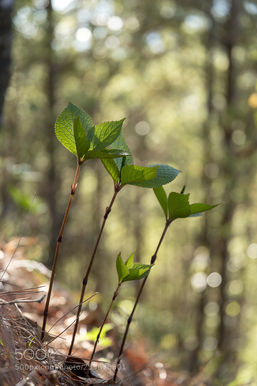 Pentax K-1 sample photo. Aaa photography