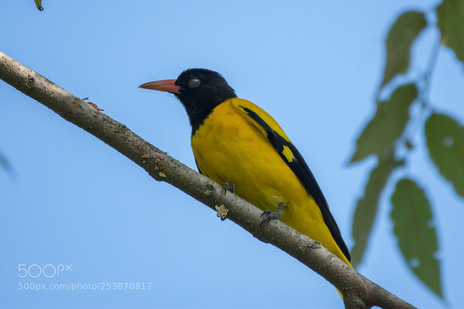 Nikon D7200 sample photo. Black hooded oriole (dsc_7531) photography
