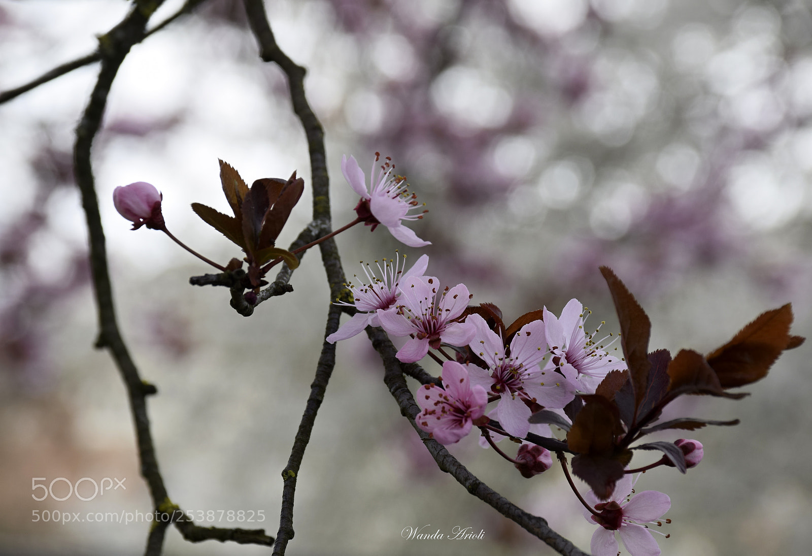 Nikon D5300 sample photo. Untitled photography