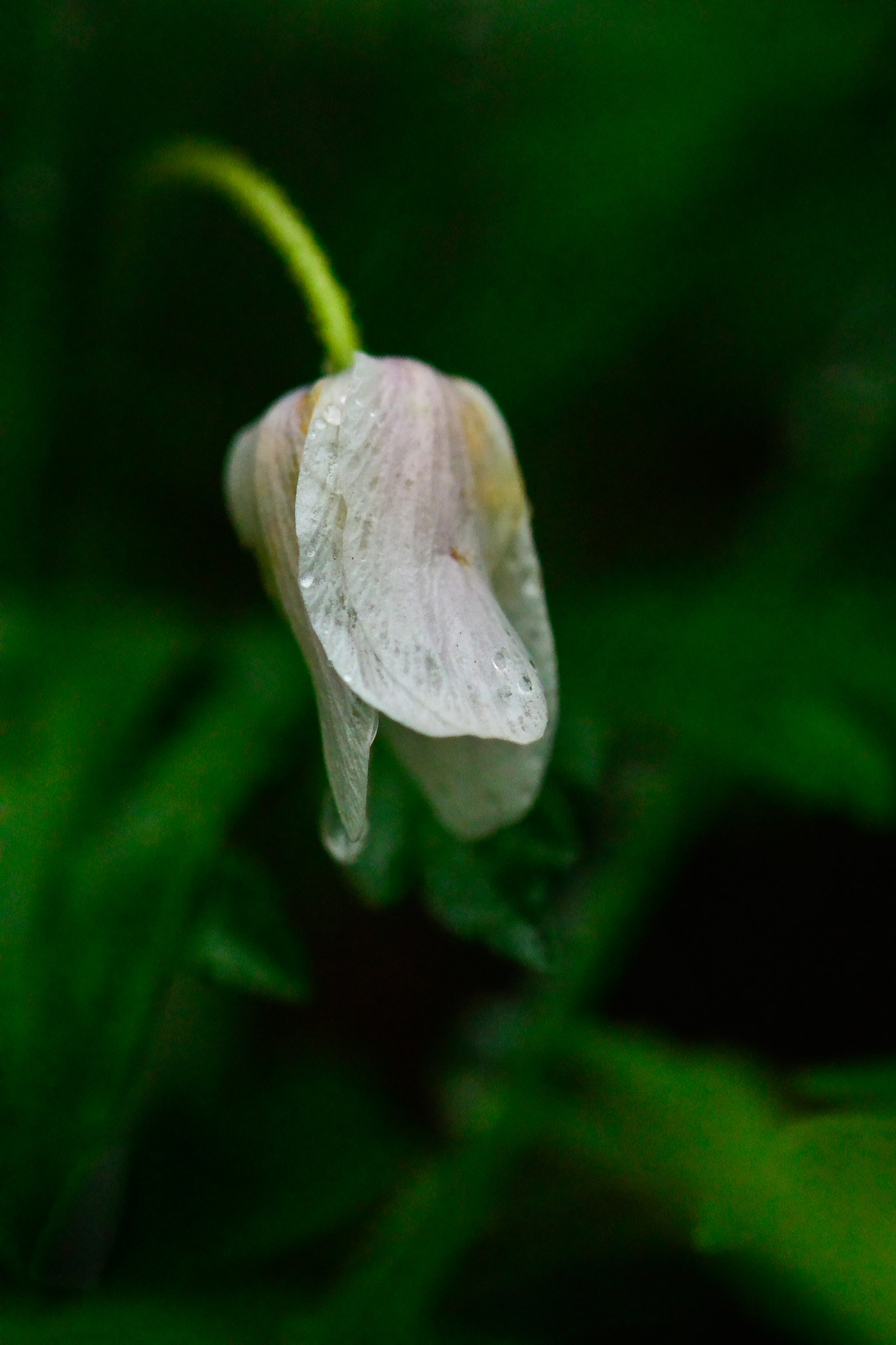 Nikon 1 J3 sample photo. Rain 16.4.2018 photography