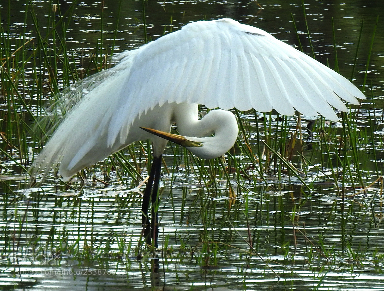 Nikon Coolpix P900 sample photo. Great egret preening photography