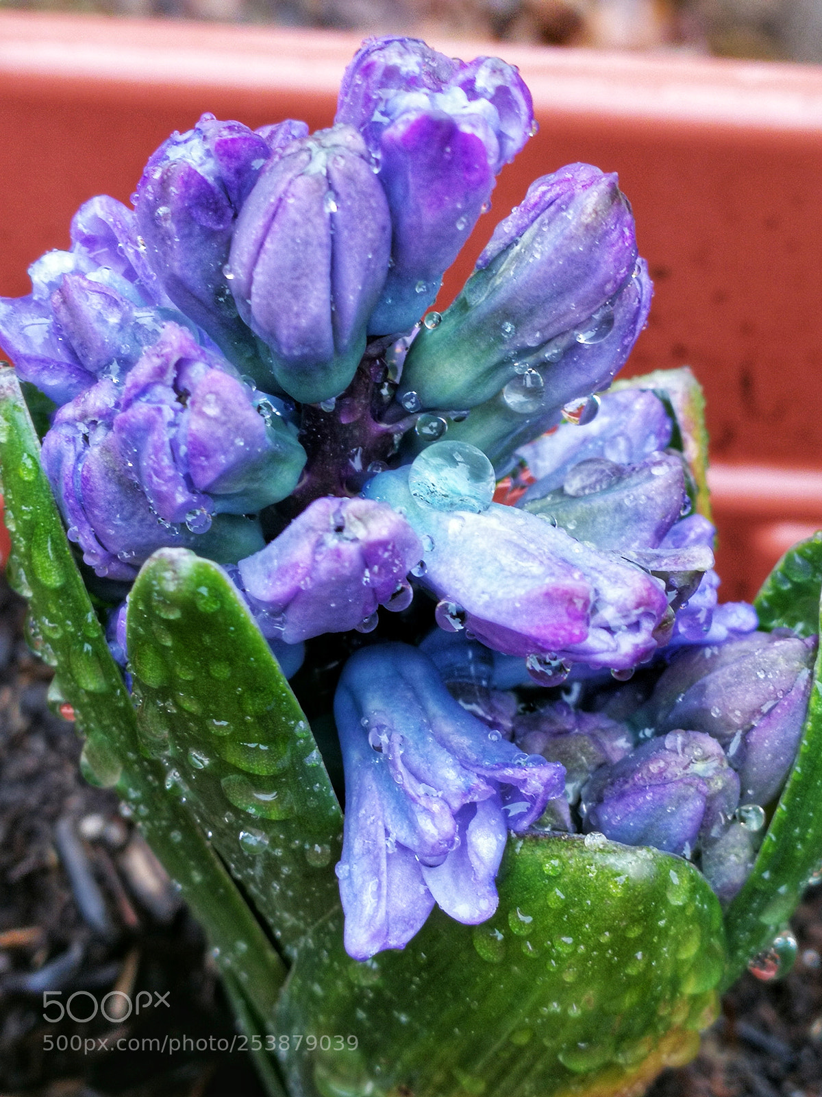 HUAWEI P10 sample photo. Drenched photography