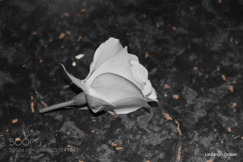 Nikon D3200 sample photo. Csc photography
