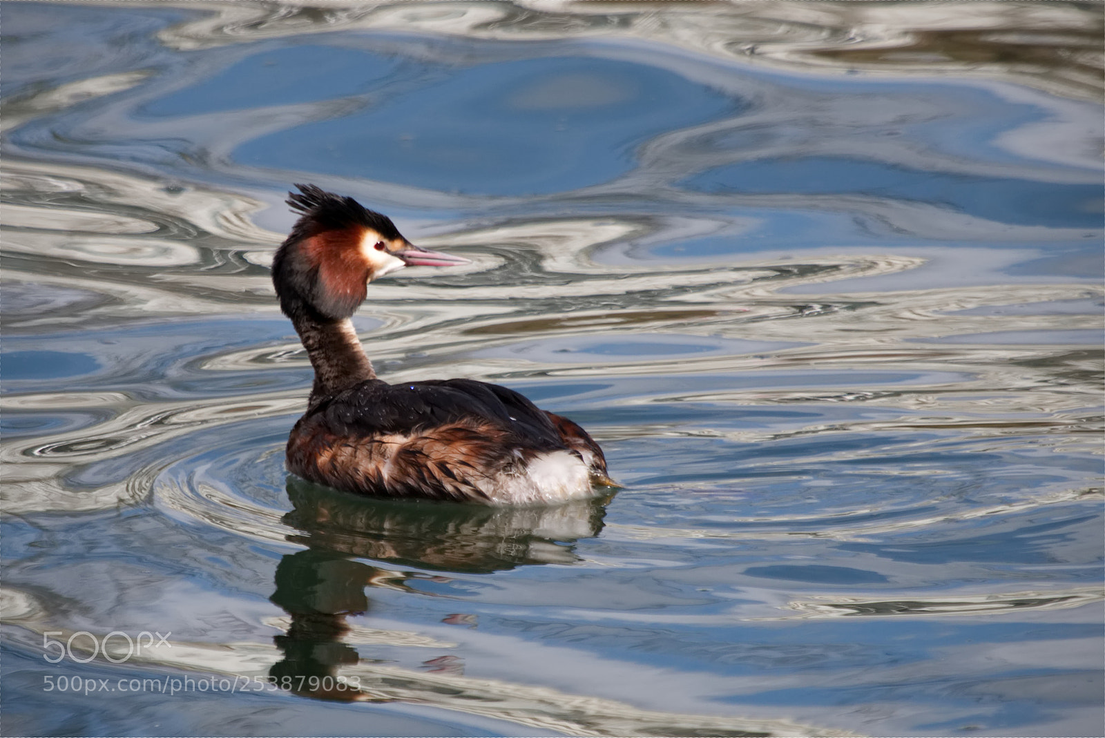 Canon EOS 70D sample photo. Great crested grebe photography