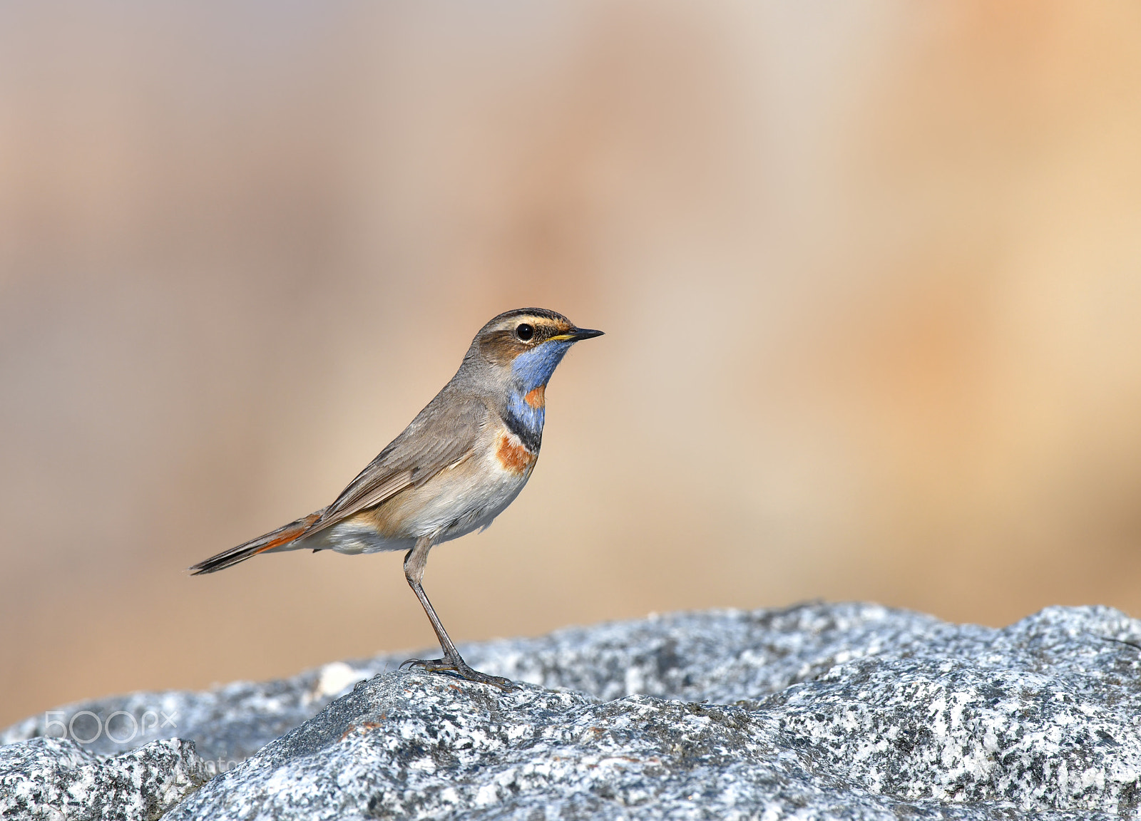 Nikon D850 sample photo. Bluethroat photography