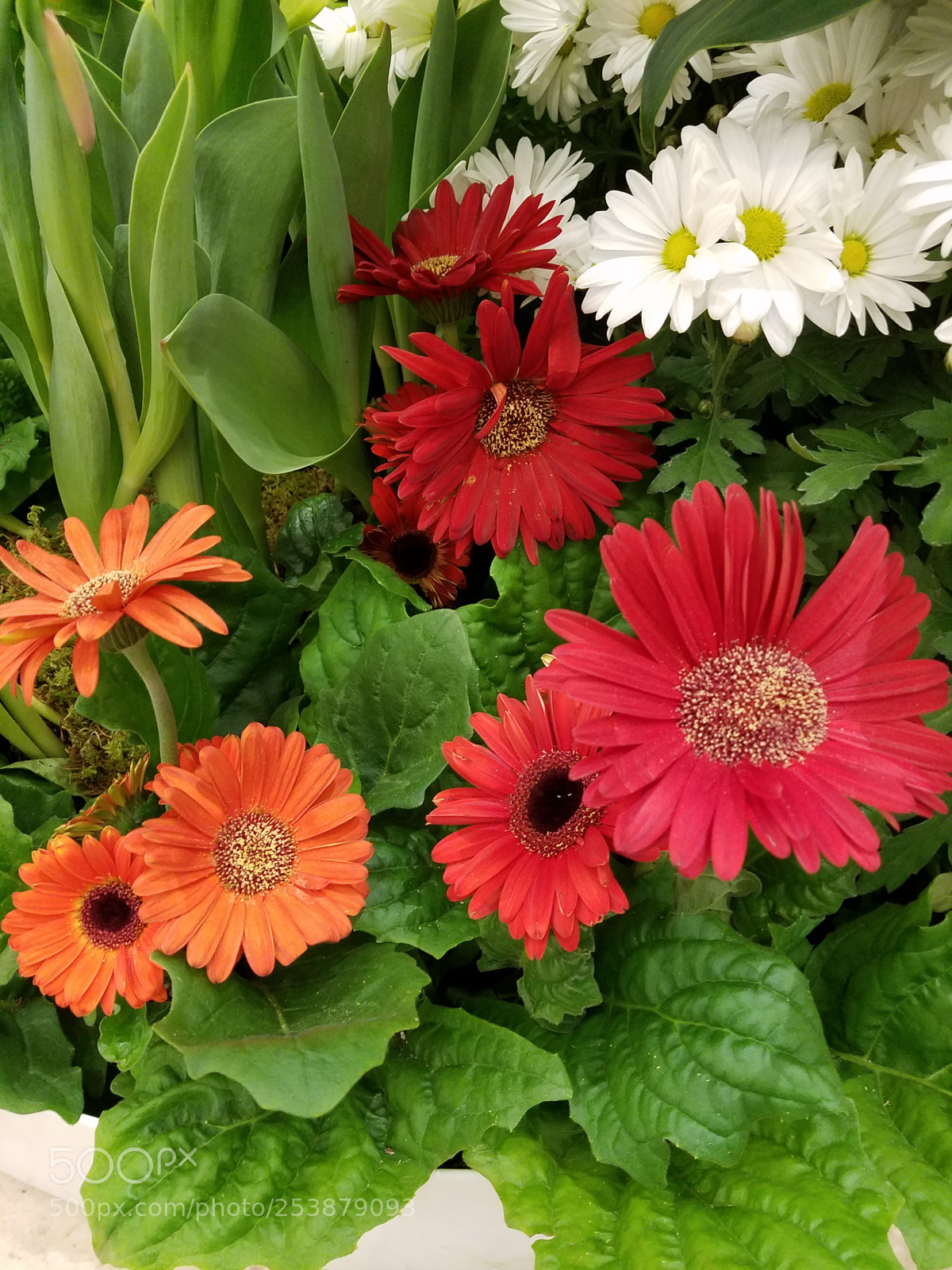 Samsung Galaxy S7 sample photo. Colorful daisies.jpg photography