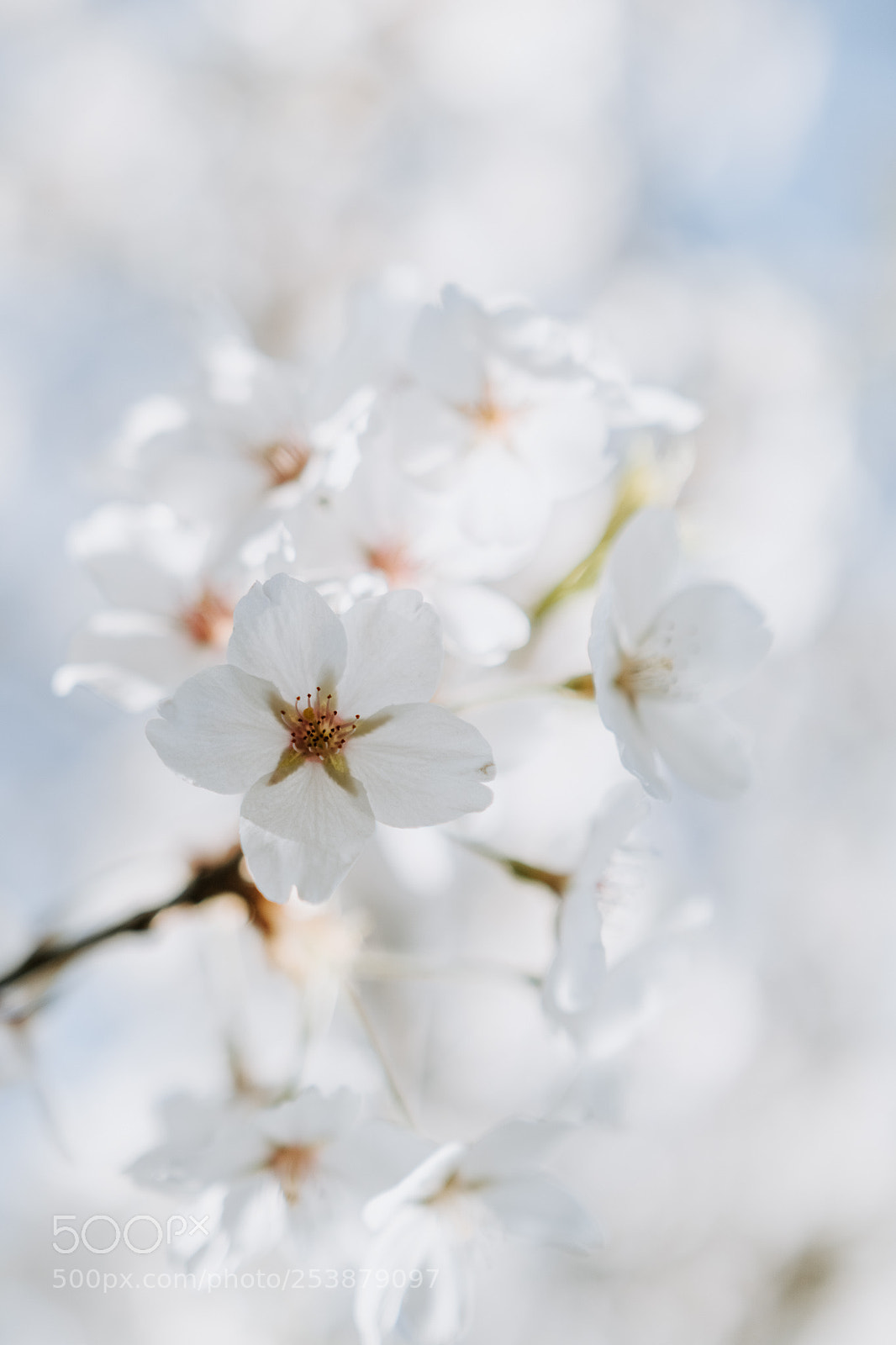 Canon EOS 760D (EOS Rebel T6s / EOS 8000D) sample photo. Spring has arrived to photography