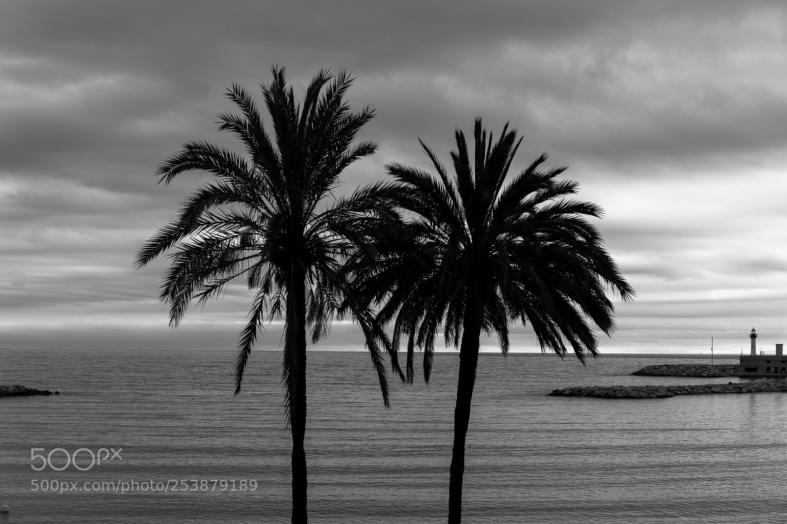 Sony a7 II sample photo. Palm brothers photography