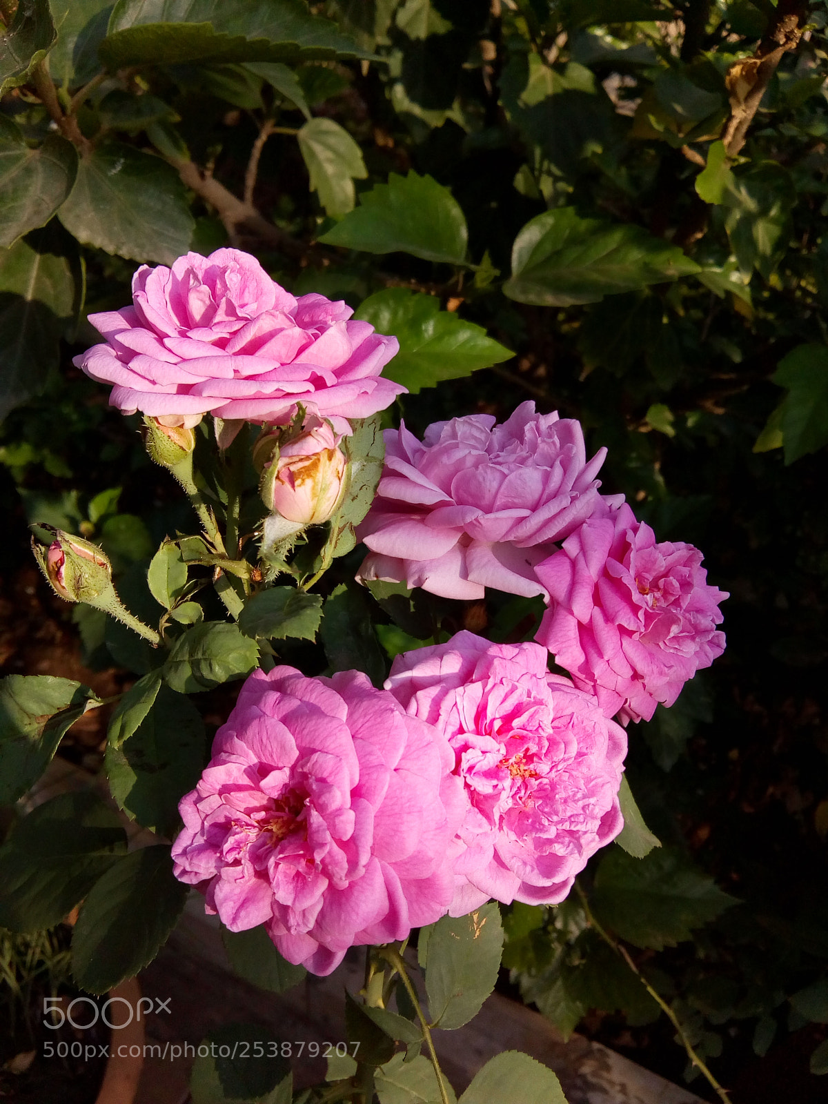 Motorola Moto E4 sample photo. Rosy morning ! photography