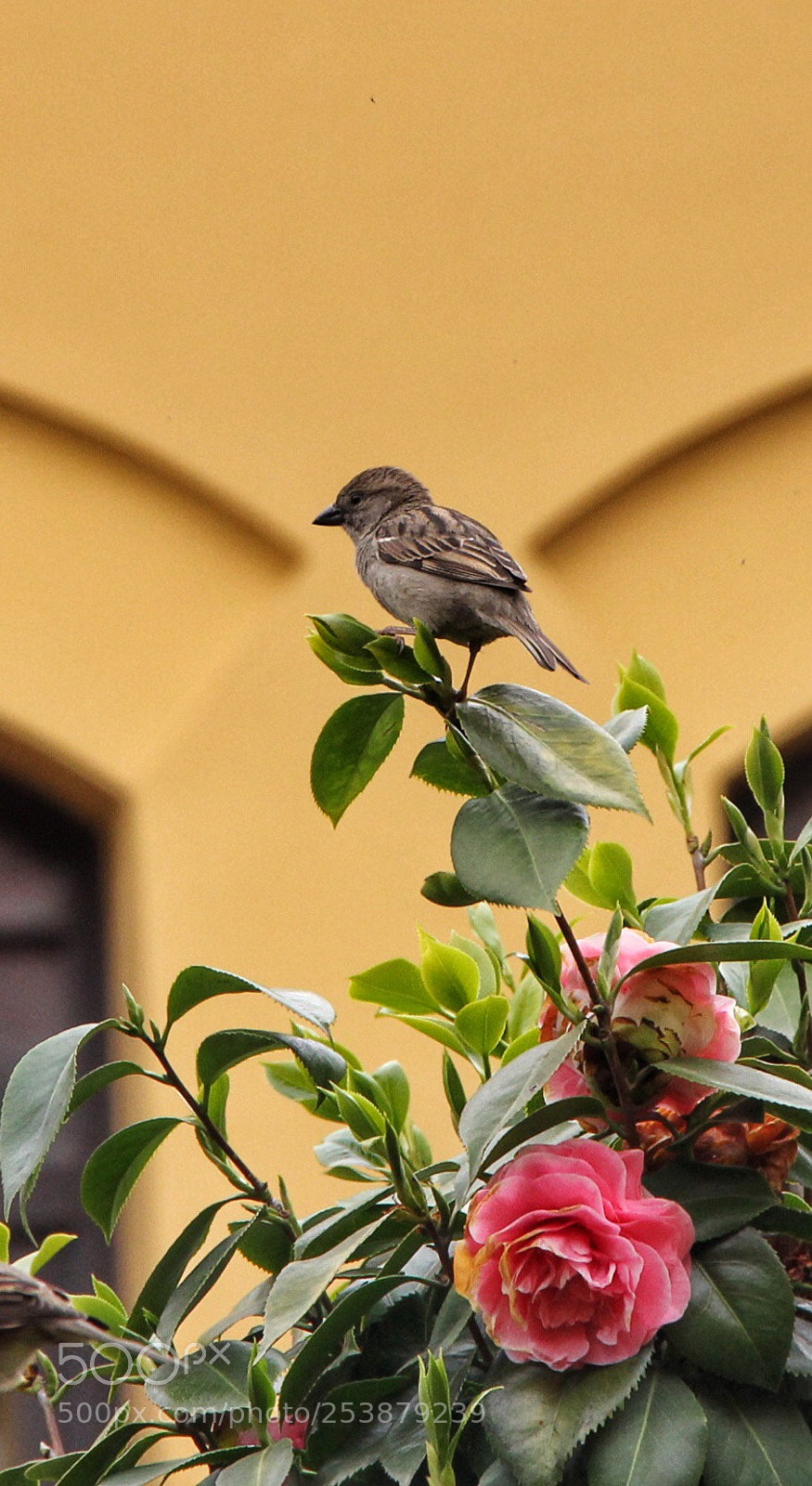Canon EOS 60D sample photo. Untitled photography