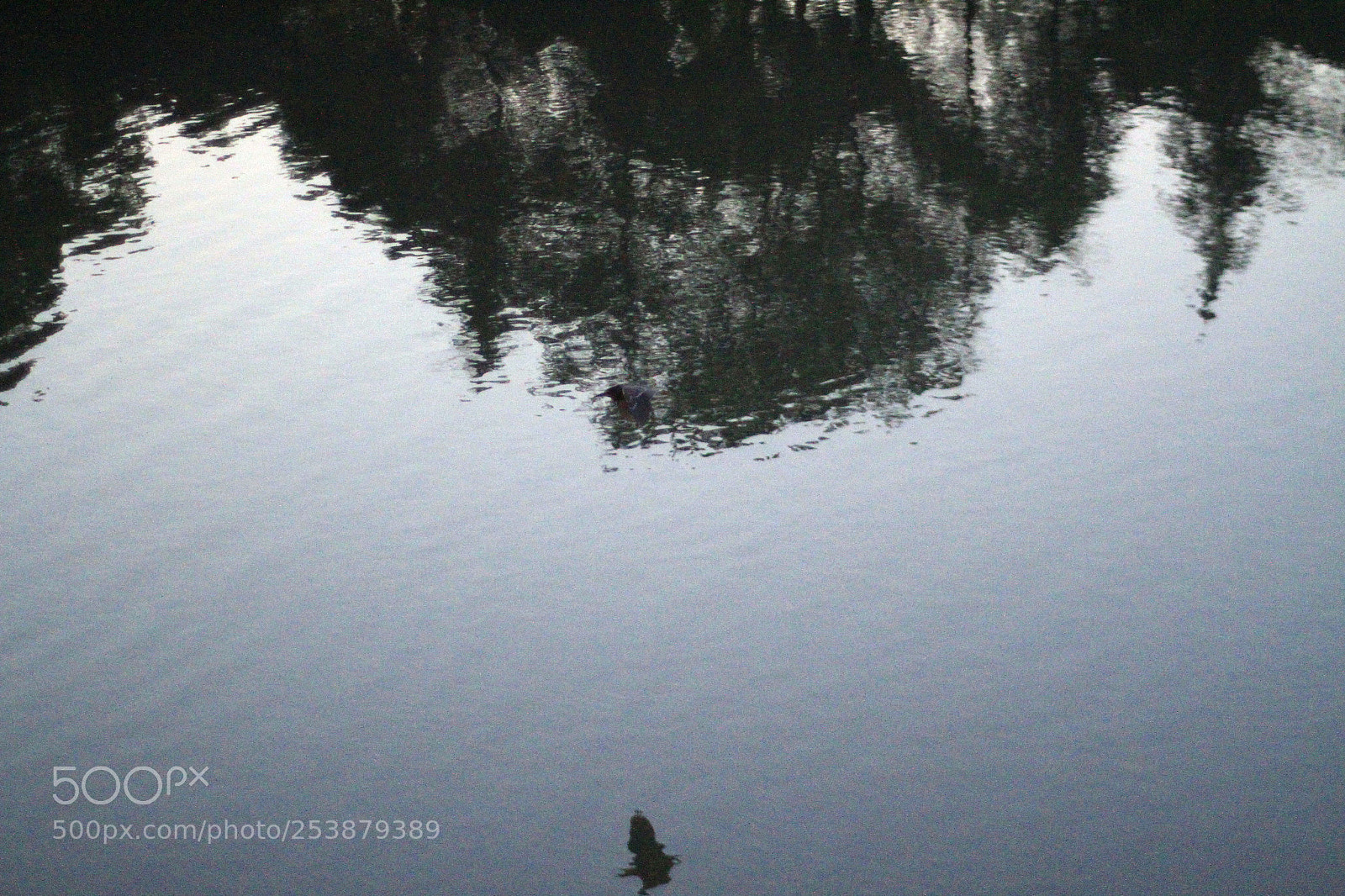 Canon EOS 7D sample photo. Flying birds and fish photography