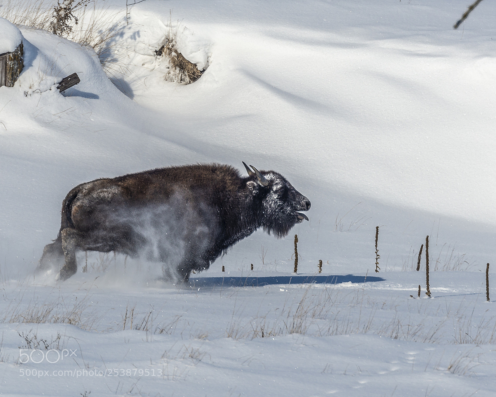 Nikon D600 sample photo. Buffalo photography