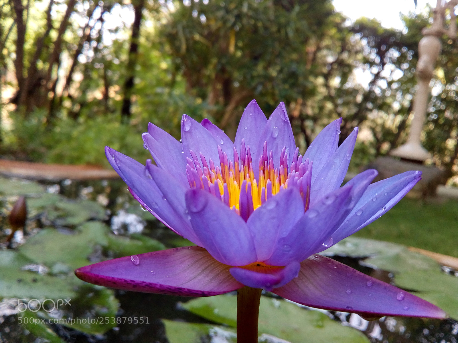 Motorola Moto E4 sample photo. Lotus droplets .... photography
