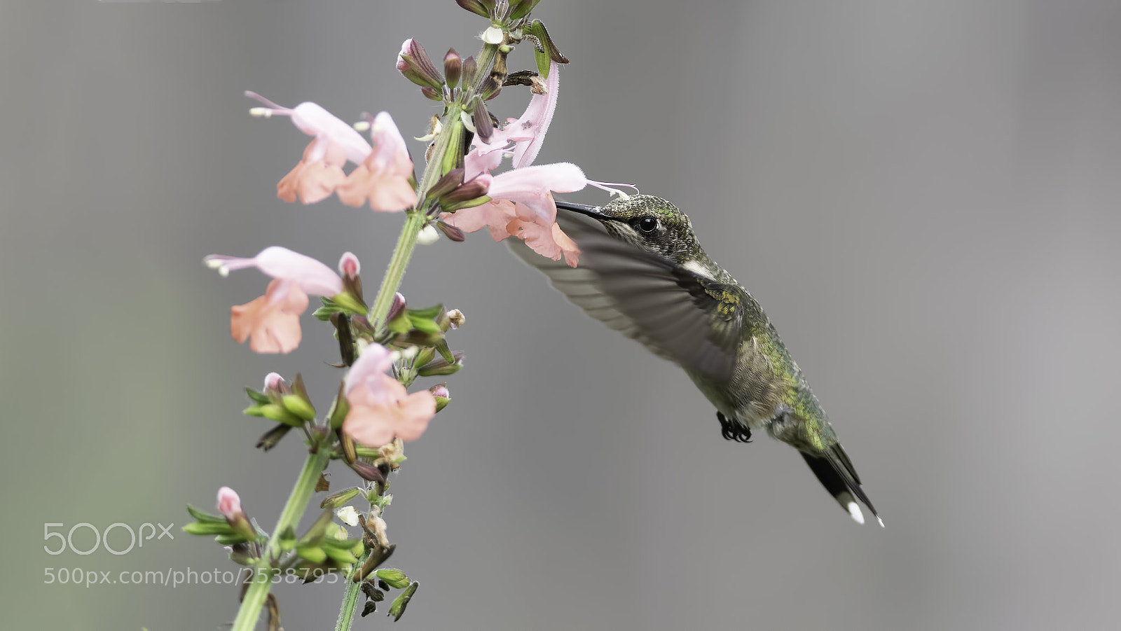 Nikon D7100 sample photo. Fun in the sage photography