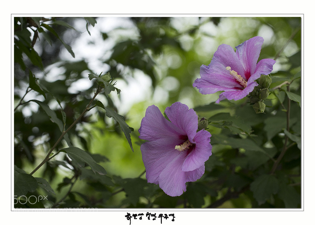 Canon EOS 60D sample photo. 무궁화(mugunghwa flower) photography