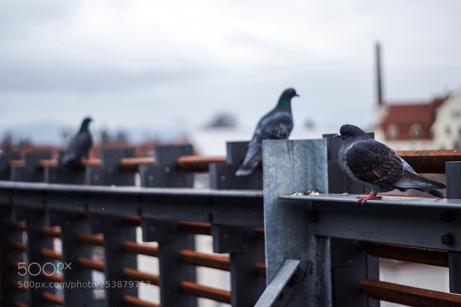 Canon EOS 1300D (EOS Rebel T6 / EOS Kiss X80) sample photo. 3 flying rats photography