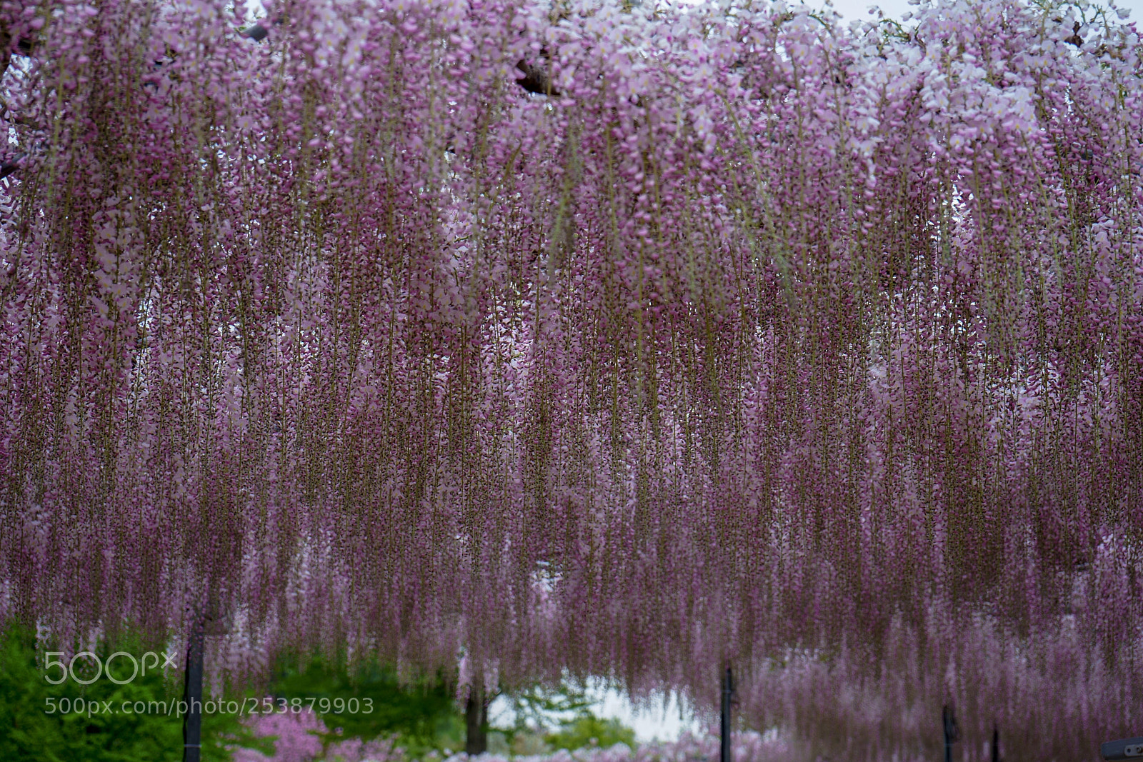 Sony a7 III sample photo. Flower shower photography