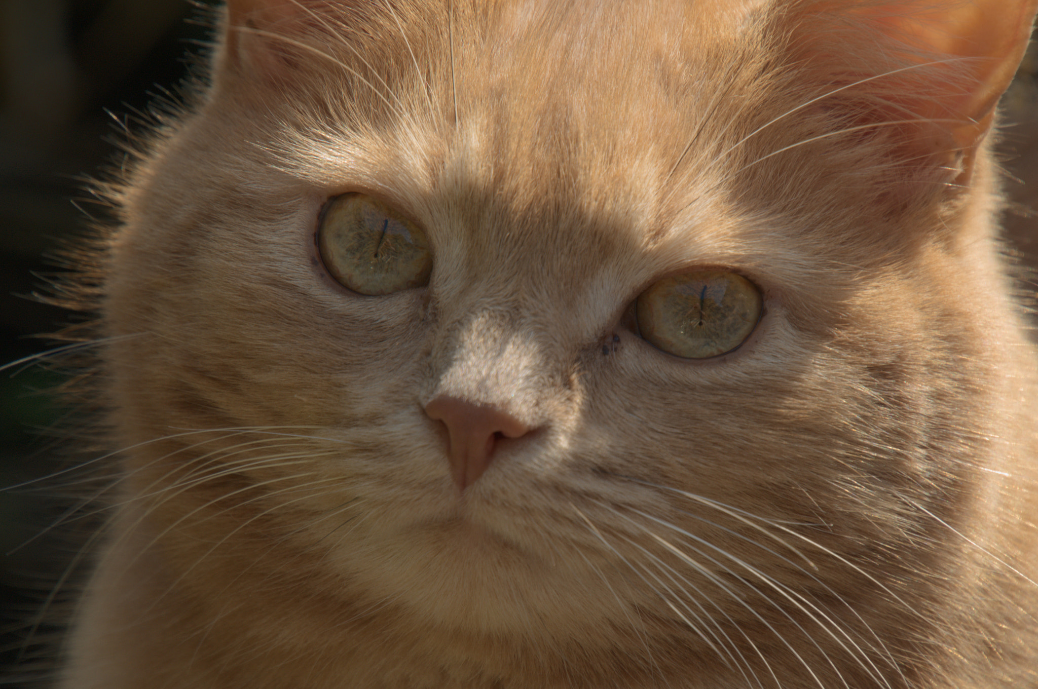 Nikon D300 sample photo. Schnuzziwuzzi photography