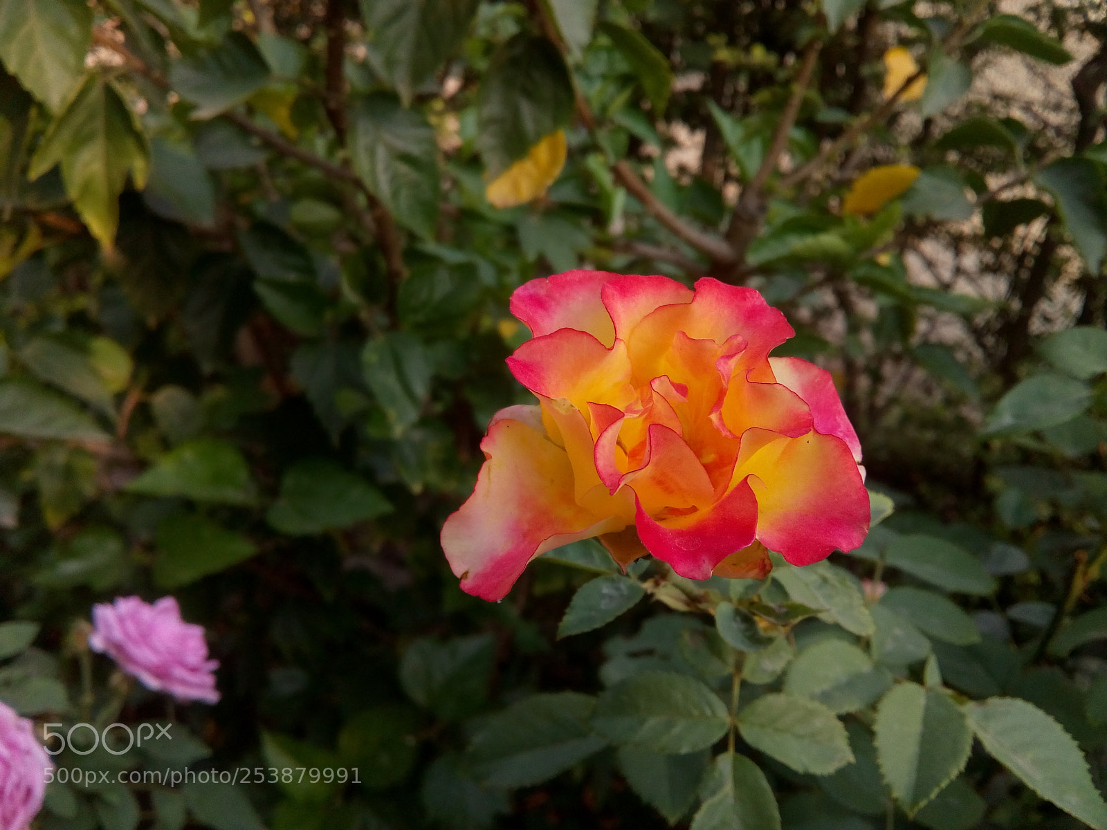 Motorola Moto E4 sample photo. Reddish yellow rose ! photography