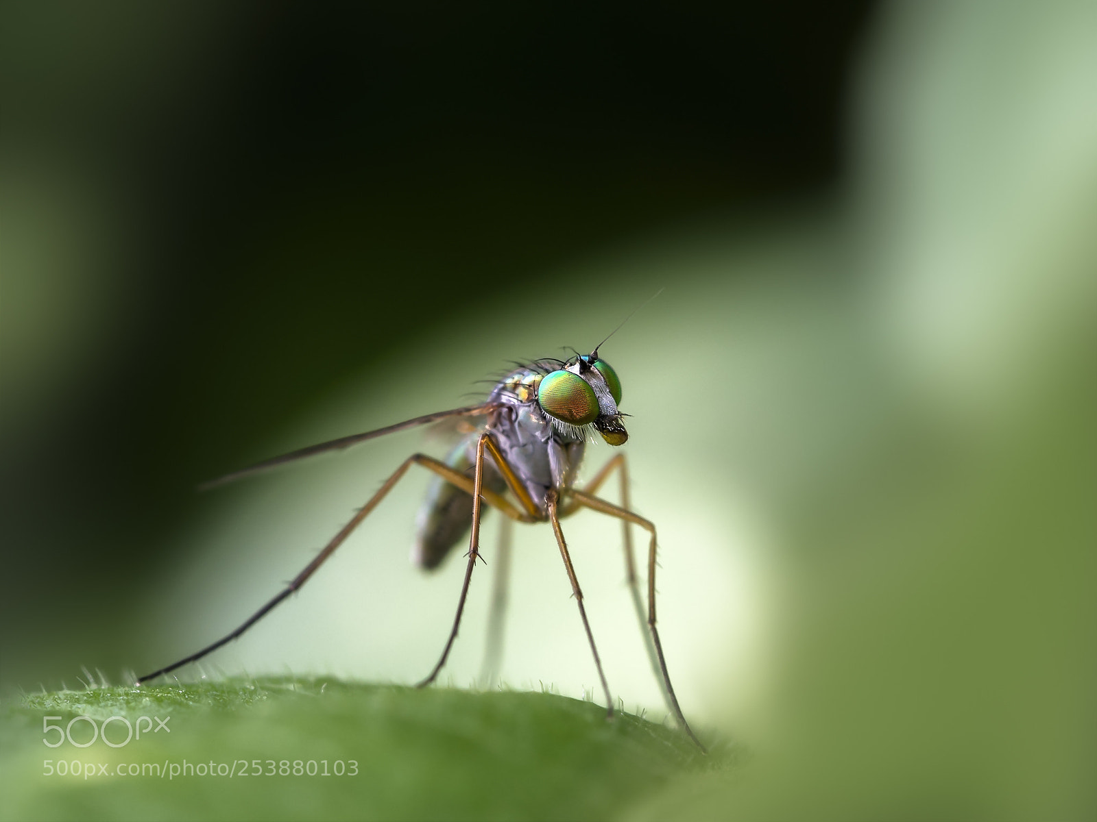 Olympus OM-D E-M5 sample photo. Long-legged fly photography