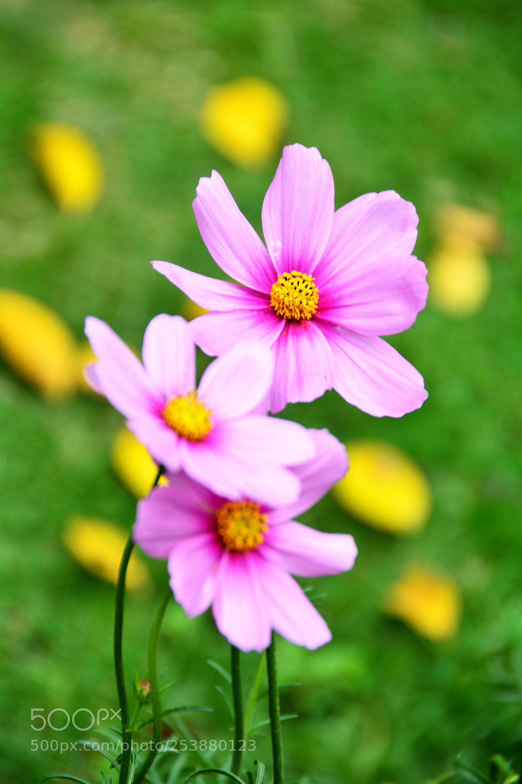Nikon D5200 sample photo. 格桑花 galsang flower-3 photography