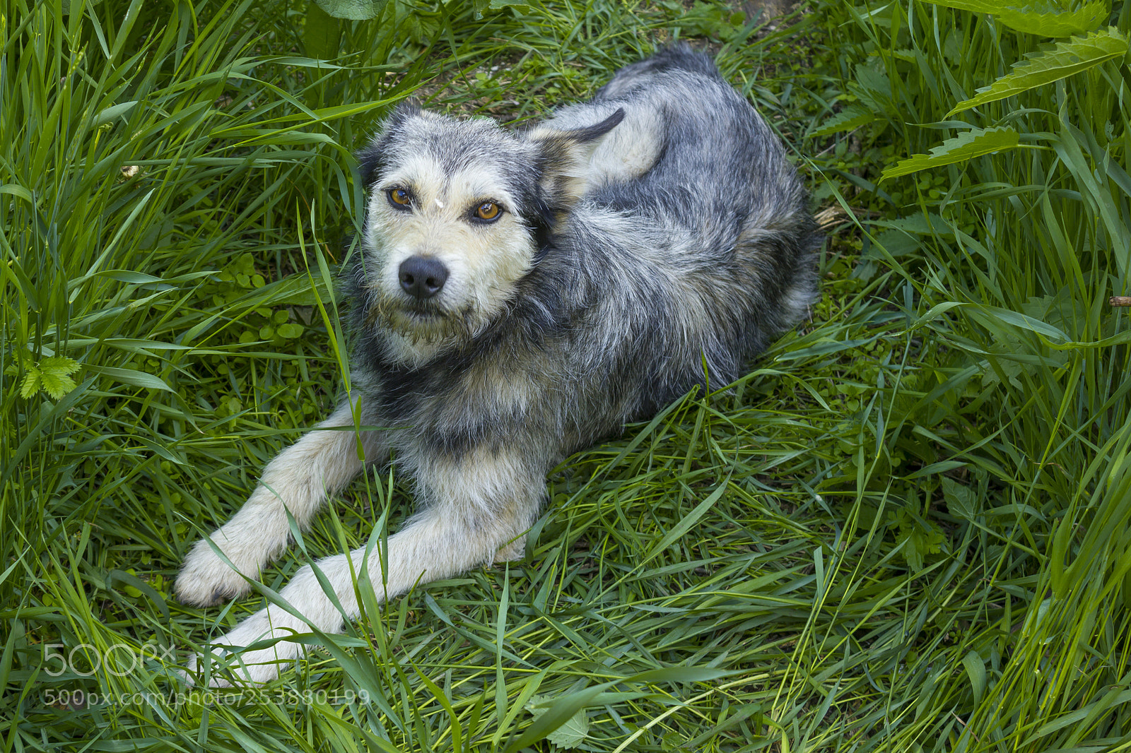 Canon EOS 550D (EOS Rebel T2i / EOS Kiss X4) sample photo. Country dogs photography
