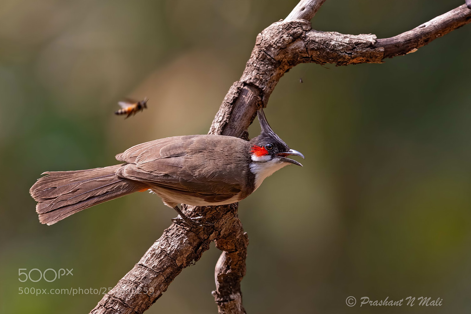 Canon EOS 5D Mark IV sample photo. Redwhiskeredbulbul photography