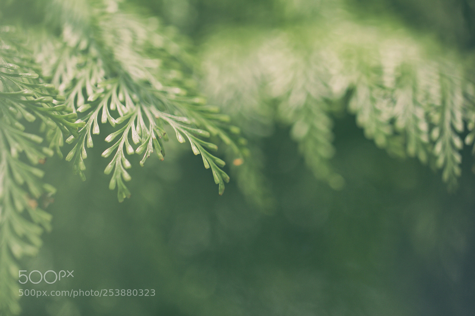 Canon EOS 600D (Rebel EOS T3i / EOS Kiss X5) sample photo. A leafy tale photography