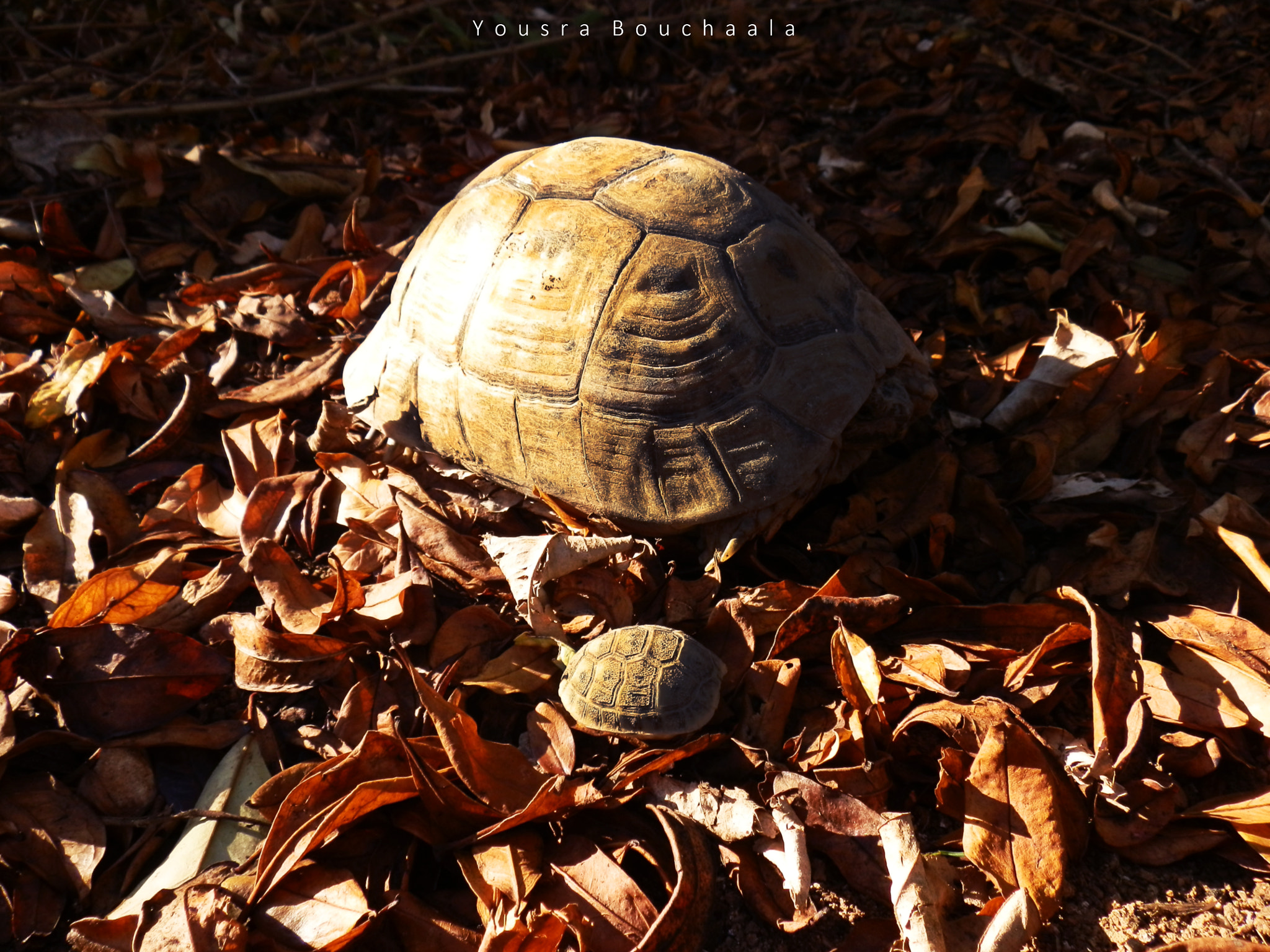 Olympus SZ-10 sample photo. Turtles photography
