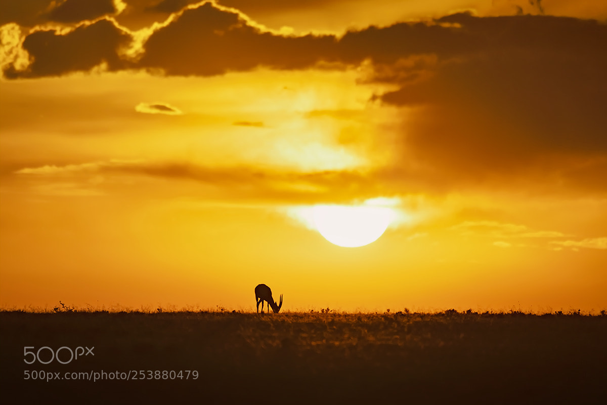Sony a99 II sample photo. Sunset at masai mara photography