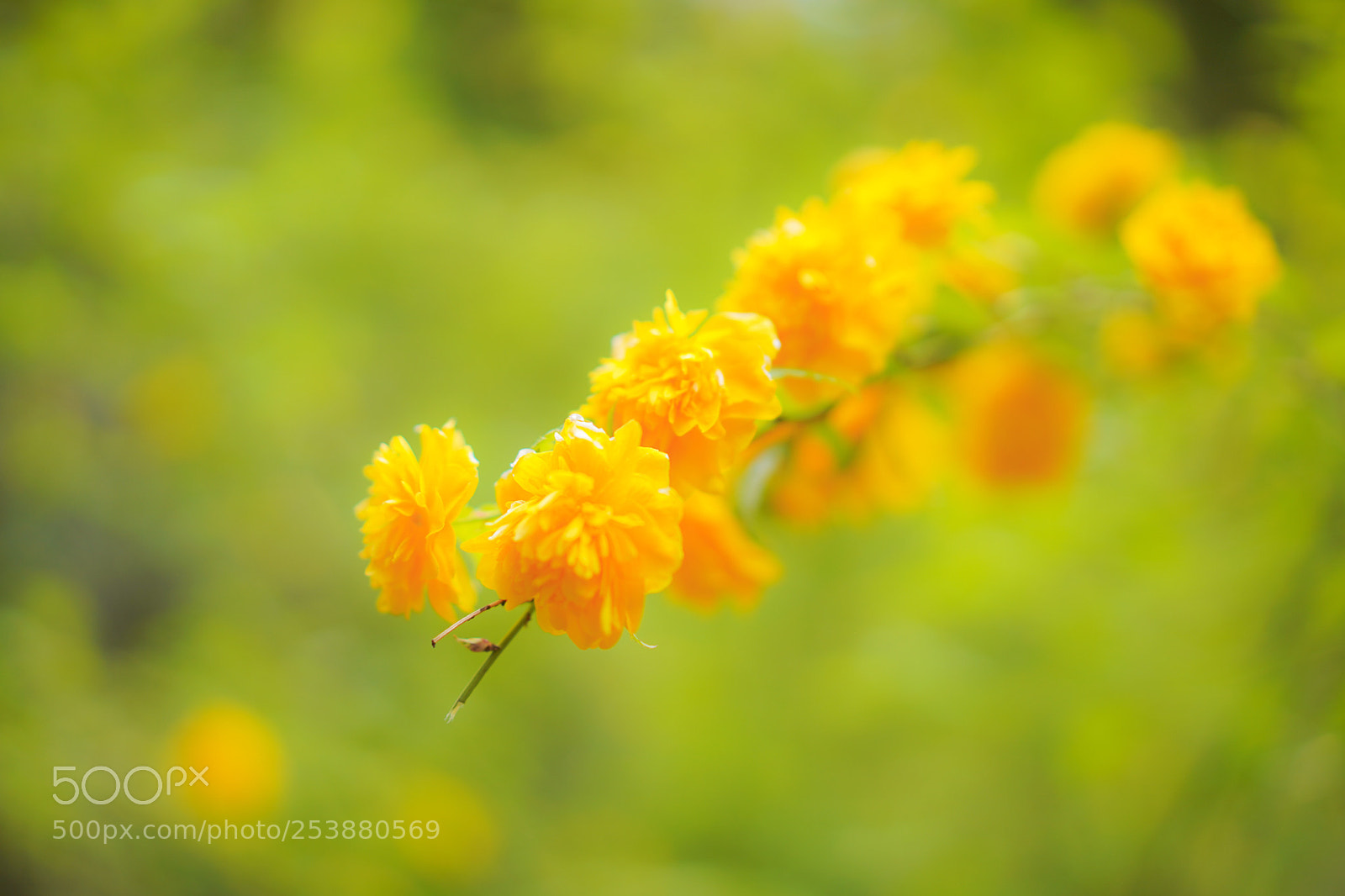 Sony a7 III sample photo. Wild yellow flowers in photography