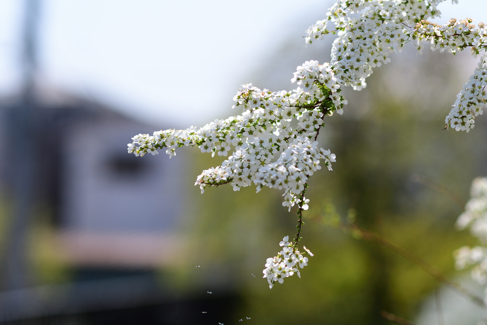 Sigma 105mm F2.8 EX DG Macro sample photo. 花 photography