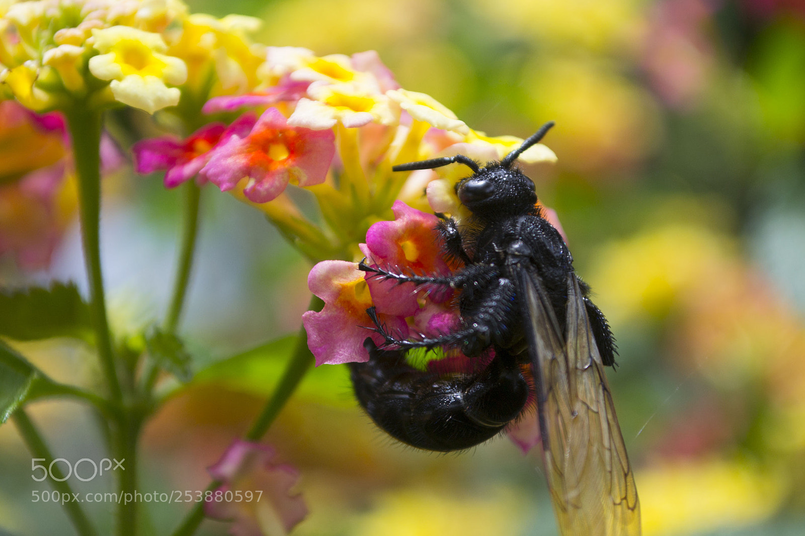 Nikon D3100 sample photo. Pollinization photography