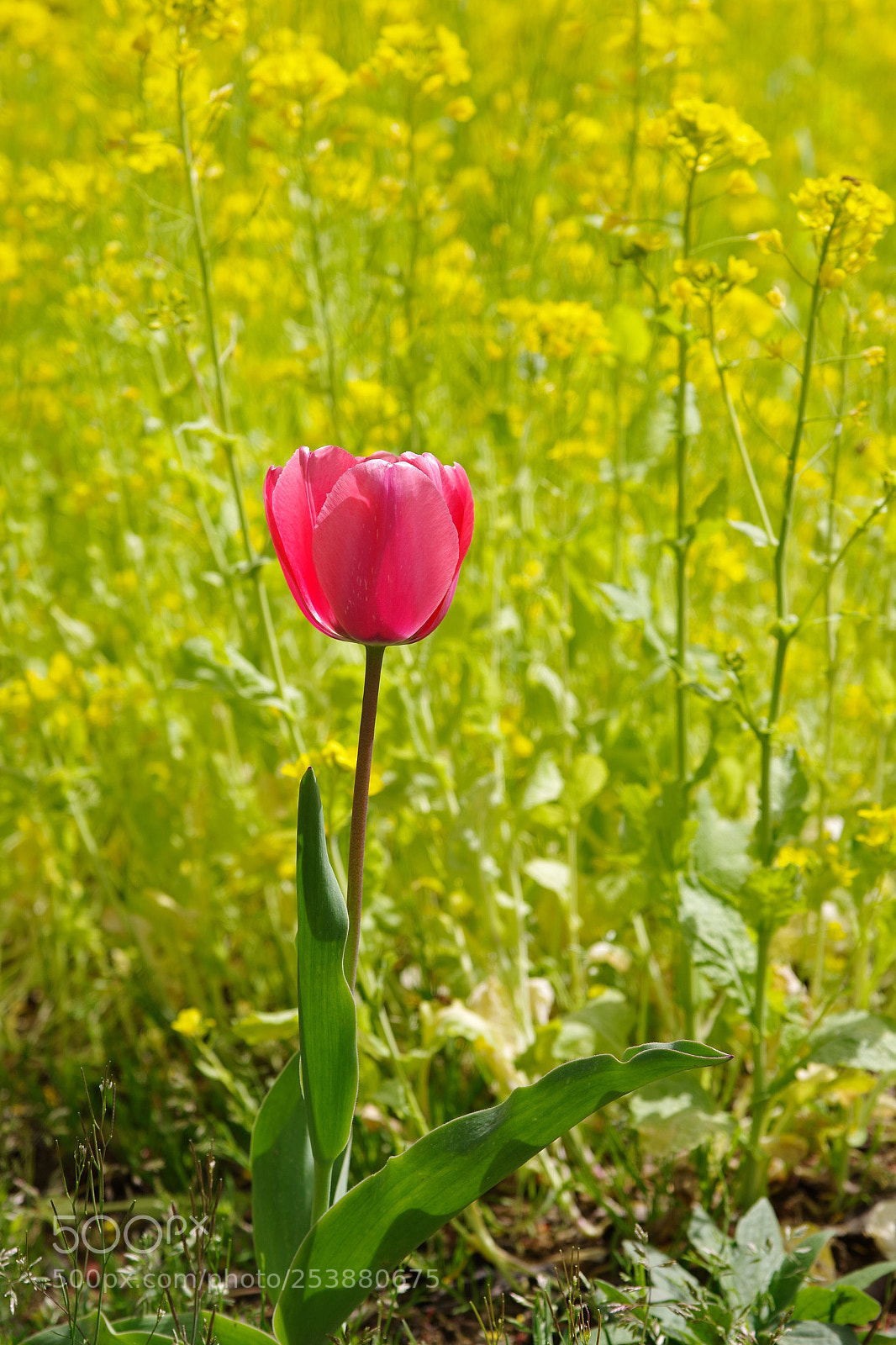 Pentax K-70 sample photo. Untitled photography